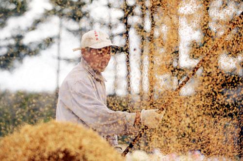 在黑龍江省八五○農(nóng)場,水稻種植戶在晾曬水稻(9月26日攝)。 黑龍江省農(nóng)墾總局近期計劃通過調(diào)整種植結(jié)構(gòu)、完善農(nóng)業(yè)基礎(chǔ)設(shè)施、推進(jìn)農(nóng)業(yè)科技進(jìn)步等系列措施,建設(shè)300億斤商品糧戰(zhàn)略基地,使黑龍江墾區(qū)成為國家糧食安全的重要穩(wěn)定器。黑龍江墾區(qū)預(yù)計今年全年糧食總產(chǎn)可達(dá)281億斤,較上年增產(chǎn)糧食31.7億斤。 新華社記者王建威攝