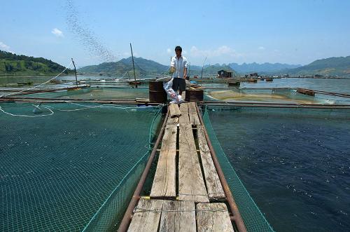 在廣西隆林各族自治縣天生橋鎮(zhèn)天生橋庫(kù)區(qū),一名移民正在喂養(yǎng)網(wǎng)箱魚(yú)(2007年8月8日攝)。新華社記者 周華 攝