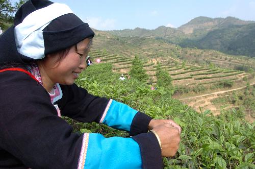 在廣西凌云縣加尤移民安置場(chǎng),從大石山搬出來(lái)的瑤家姑娘在采摘茶葉(2006年7月16日攝)。新華社記者 周華 攝