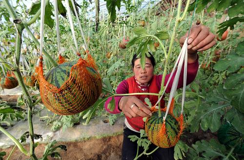 甘肅省皋蘭縣西岔鎮(zhèn)陽洼窯村一位農(nóng)民在日光溫室內(nèi)查看反季節(jié)西瓜的生長情況(12月9日攝)。甘肅省從2008年開始實施“特色優(yōu)勢產(chǎn)業(yè)提升行動”,重點培育包括反季節(jié)瓜果蔬菜在內(nèi)的特色優(yōu)勢產(chǎn)業(yè),目前已取得顯著成效。據(jù)介紹,甘肅省力爭用5年時間使特色優(yōu)勢農(nóng)產(chǎn)品收入占全省農(nóng)民家庭經(jīng)營性收入的比重提高6個百分點,確保農(nóng)民實現(xiàn)持續(xù)增收。新華社記者 韓傳號 攝