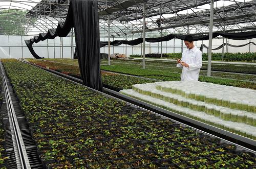 海南建成大型熱帶植物種質(zhì)資源保存中心 4月2日,中國熱帶農(nóng)業(yè)科學(xué)院熱帶作物品種資源研究所工作人員在移植離體保存的熱帶植物。 該研究所經(jīng)10余年研究,利用離體保存技術(shù),在無菌條件下將植物的花粉、葉片、枝條等材料通過組織培養(yǎng)的方式形成幼苗,置于試管中,在人工控制溫度、濕度和光照的環(huán)境中長期保存。目前已建成包括35個科、57個屬共400多種熱帶珍稀植物的離體物種保存中心,其中160多種為國家一級和二級保護(hù)物種。 新華社記者姜恩宇攝