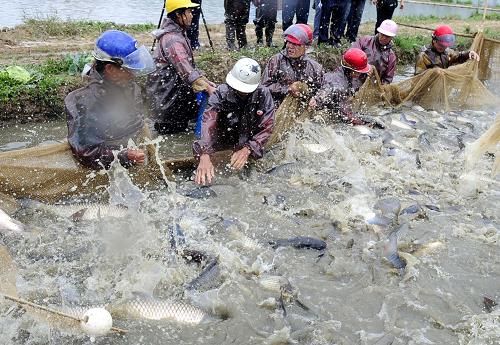2月18日,東升鎮(zhèn)的養(yǎng)殖戶們在打撈脆肉鯇魚。2005年以來,廣東省中山市海洋與漁業(yè)局為促進(jìn)當(dāng)?shù)剞r(nóng)民增收,在東升鎮(zhèn)等地大力推廣脆肉鯇魚的養(yǎng)殖。目前,中山脆肉鯇已成為當(dāng)?shù)仄放疲B(yǎng)殖面積已達(dá)1.65萬畝,年產(chǎn)量2.71 萬噸,年產(chǎn)值約5億元,年純利潤達(dá)1.36億元。 新華社記者 周文杰 攝