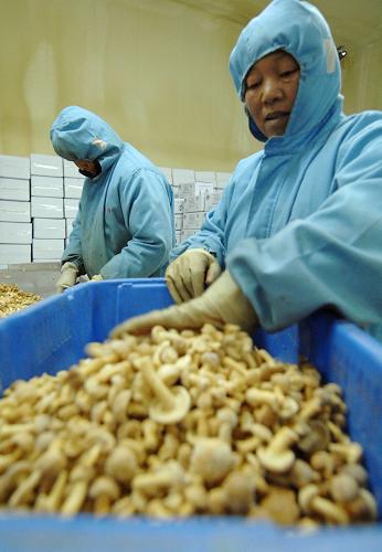 3月26日,工人在河北平泉縣食用菌加工園區(qū)潤隆食品有限公司車間工作。新華社記者 鞏志宏 攝