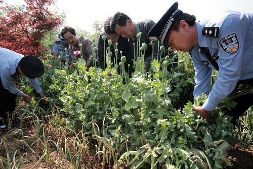 5月7日,河南省鄢陵縣公安局民警和村民一起在柏梁鎮(zhèn)孔村一戶村民的菜地中鏟除罌粟。當(dāng)日,河南省鄢陵縣公安局民警在巡邏時(shí)發(fā)現(xiàn),柏梁鎮(zhèn)孔村一戶村民的菜地中間非法種植400余株罌粟,民警當(dāng)場將罌粟全部鏟除,并依法對種植罌粟的村民進(jìn)行了處罰。據(jù)悉,目前正是罌粟的成熟期,當(dāng)?shù)鼐浇M織民警深入村莊全面鏟除罌粟,并加大宣傳力度,教育村民自覺鏟除罌粟。 新華社發(fā)(牛書培 攝)