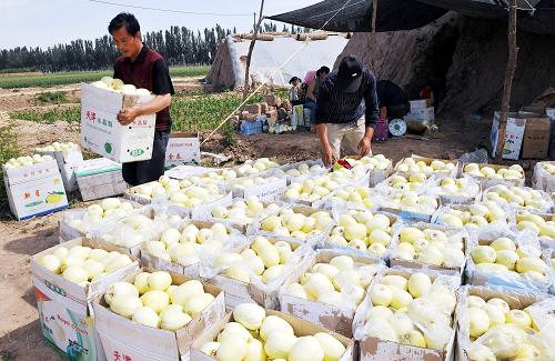6月2日,商販在寧夏賀蘭縣常信鄉(xiāng)農(nóng)民的日光溫棚前收購香瓜。寧夏先后出臺的多項(xiàng)金融融資政策為寧夏發(fā)展設(shè)施農(nóng)業(yè)提供了資金保障。2007-2008年,全區(qū)新增設(shè)施農(nóng)業(yè)41.2萬畝,總投資144.6億元,其中支農(nóng)資金4.3億元,撬動(dòng)部門整合,市、縣配套、協(xié)調(diào)金融信貸及農(nóng)戶自籌資金140.3億元。同時(shí)加大財(cái)政支農(nóng)資金整合力度,采取財(cái)政貼息、以物代資、以獎(jiǎng)代補(bǔ)、先建后補(bǔ)、民辦公助等行之有效的投入激勵(lì)機(jī)制,每年整合資金4.5億元支持特色優(yōu)勢產(chǎn)業(yè)的發(fā)展。目前,寧夏設(shè)施農(nóng)業(yè)建設(shè)規(guī)模由2006年的22.9萬畝迅速發(fā)展到64.1萬畝,并逐步成為西北“冬菜北上、夏菜南下”重要的外向型設(shè)施農(nóng)業(yè)生產(chǎn)基地。新華社記者 劉泉龍 攝