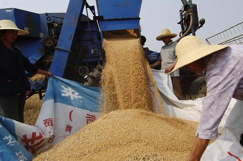6月4日,霍邱縣臨淮崗鄉(xiāng)農(nóng)民在收獲小麥。 新華社記者 李健 攝
