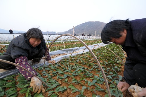 安徽金寨:災區(qū)群眾積極恢復農(nóng)業(yè)生產(chǎn) 新華社照片,金寨(安徽),2008年2月18日 安徽金寨:災區(qū)群眾積極恢復農(nóng)業(yè)生產(chǎn) 2月18日,在金寨縣茶樹良種廠無性系茶樹繁育基地,工作人員在清理被凍死的茶苗,同時保護存活茶苗。 地處大別山區(qū)的安徽省金寨縣是革命老區(qū)和國家級重點貧困縣,該縣1月中下旬遭遇特大雪災,是安徽省受災最重的地區(qū)之一。災情發(fā)生后,當?shù)攸h委政府和廣大群眾采取各種措施,開展抗雪救災和災后重建工作,并積極恢復農(nóng)業(yè)生產(chǎn)。 新華社記者 陳曄華 攝