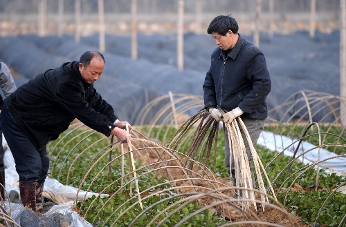 2月18日,在金寨縣茶樹良種廠無性系茶樹繁育基地,工作人員在為茶苗重新搭建保溫棚。