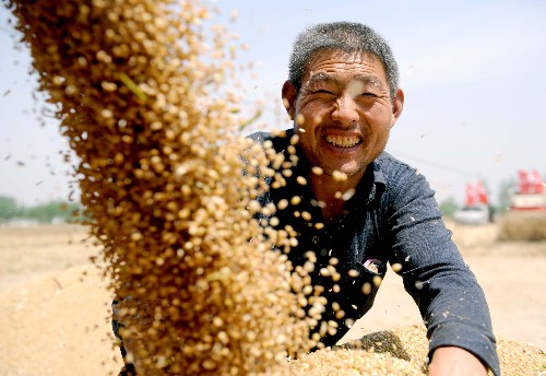 5月31日,河南省遂平縣和興鄉(xiāng)農(nóng)民魏武申在收獲小麥。 目前,我國最大的小麥生產(chǎn)區(qū)河南省7890萬畝小麥從南至北全面開機(jī)收割,來自全國各地的11萬多臺大型收割機(jī)匯聚中原,參加麥?zhǔn)諘?zhàn)。 新華社記者 朱祥 攝