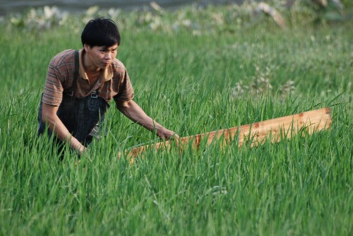 廣西昭平農(nóng)民洪水退后自救忙 6月14日,廣西昭平縣龍坪村農(nóng)民在洪水退后用木板扶正被浸泡過的禾苗。 當(dāng)日下午,昭平縣昭平鎮(zhèn)農(nóng)民利用桂江洪水退去的有利時機,迅速下田開展生產(chǎn)自救,力爭把洪災(zāi)造成的損失降到最低限度。 新華社發(fā)(喻湘泉 攝)