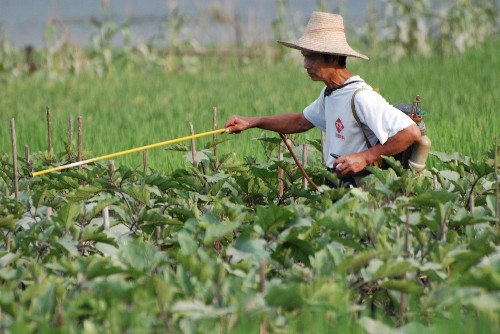 6月14日,廣西昭平縣龍坪村農(nóng)民在洪水退后給被浸泡過的茄子苗噴藥除蟲。 當(dāng)日下午,昭平縣昭平鎮(zhèn)農(nóng)民利用桂江洪水退去的有利時機,迅速下田開展生產(chǎn)自救,力爭把洪災(zāi)造成的損失降到最低限度。 新華社發(fā)(喻湘泉 攝)