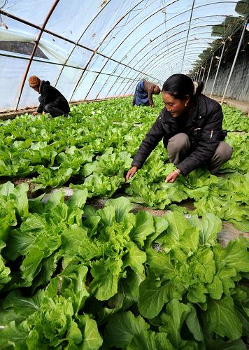 拉薩:藏歷新年蔬菜供應(yīng)充足 2月8日,西藏堆龍德慶縣崗德林蔬菜基地菜農(nóng)正在查看溫室蔬菜。 近年來,西藏拉薩等地大力推廣溫室蔬菜種植,增加農(nóng)民收入?,F(xiàn)在,當?shù)夭宿r(nóng)種植蘿卜、白菜、黃瓜、西紅柿、青椒、四季豆、油菜等30多種蔬菜。在拉薩農(nóng)貿(mào)市場上,當?shù)厣a(chǎn)的蔬菜占80%以上,加之內(nèi)地販運的蔬菜,今年藏歷新年蔬菜供應(yīng)充足。 新華社記者 索朗羅布 攝