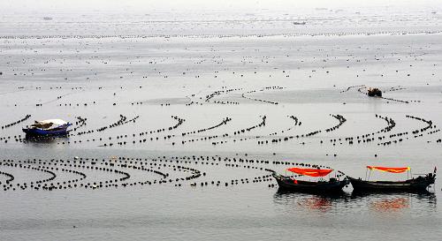 東北地區(qū)的“海洋牧場” 長??h小長山島附近海域的養(yǎng)殖浮筏(5月29日攝)。 2009年以來,大連市長海縣通過大力發(fā)展海產(chǎn)養(yǎng)殖,一季度實現(xiàn)地方生產(chǎn)總值3.78億元,同比增加443.8%,漁民收入穩(wěn)步增長。長??h是東北地區(qū)唯一的海島縣,海域面積達(dá)7800平方公里,大部分用于養(yǎng)殖海參、鮑魚、扇貝等海產(chǎn)品,堪稱“海洋牧場”。 新華社記者 任勇攝