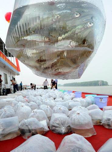 月6日,工作人員在南京江邊準(zhǔn)備投入放流的魚(yú)種。