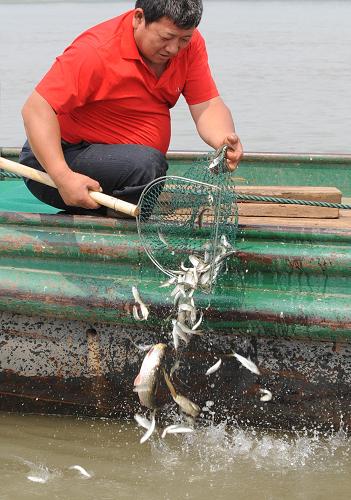 6月6日,漁民在南京江面的漁船上向江中放流魚(yú)種。
