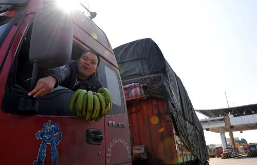 首批“補貼香蕉”運出廣西 11月22日,一名運輸“補貼香蕉”的司機在廣西全州縣黃沙河高速公路出口處領(lǐng)到補貼后,準(zhǔn)備駕車離開廣西。 當(dāng)日,廣西啟動“財政運輸補貼,促進(jìn)香蕉運銷”方案,首批享受補貼的香蕉順利運出廣西。今年廣西香蕉面積達(dá)110多萬畝,預(yù)計香蕉總產(chǎn)量將達(dá)210萬噸。受冰雪、寒潮等不利因素影響,廣西香蕉嚴(yán)重滯銷,價格下跌,果農(nóng)受損。為此,廣西緊急采取“財政運輸補貼”等多項措施,幫助蕉農(nóng)解決香蕉銷售問題。 新華社記者 陳瑞華 攝