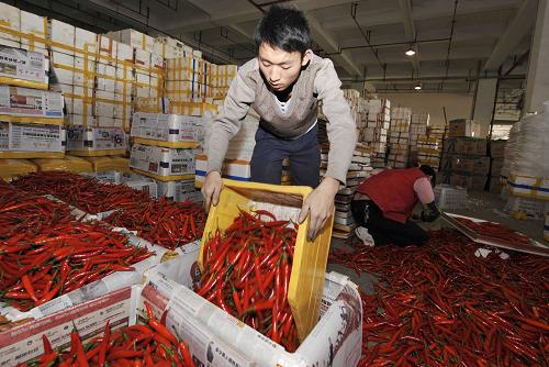 “南菜北運”蔬菜源源不斷北上保供應(yīng) 1月13日,工作人員在廣州江南果菜批發(fā)市場將準備發(fā)往北京銷售的紅辣椒裝箱。 進入冬季以來,廣州最大的蔬菜集散地——江南果菜批發(fā)市場日均發(fā)送20多車新鮮蔬菜,運往北京、上海、杭州等大中城市。目前,該市場每天的“南菜北運”量約占整個市場蔬菜批發(fā)量的十分之一左右。 新華社記者 陳曄華 攝