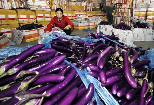1月13日,工作人員在廣州江南果菜批發(fā)市場將準備發(fā)往北京銷售的茄子整理裝箱。