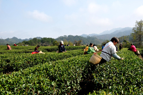 廣西昭平春茶開采 2月22日,茶農(nóng)在廣西昭平縣西坪村將軍峰千畝無公害生態(tài)茶園采摘春茶。 當(dāng)日,廣西昭平縣在將軍峰無公害生態(tài)茶園舉辦2010年春茶開采儀式。由于近期氣溫持續(xù)回升,昭平縣12萬多畝高山茶園陸續(xù)進(jìn)入采摘期。 新華社發(fā)