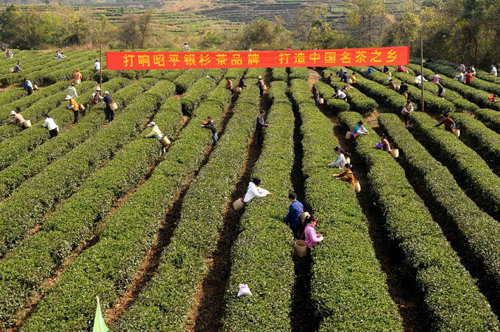 2月22日,茶農(nóng)在廣西昭平縣西坪村將軍峰千畝無公害生態(tài)茶園采摘春茶。 當(dāng)日,廣西昭平縣在將軍峰無公害生態(tài)茶園舉辦2010年春茶開采儀式。由于近期氣溫持續(xù)回升,昭平縣12萬多畝高山茶園陸續(xù)進(jìn)入采摘期。 新華社發(fā)(黃旭胡 攝)