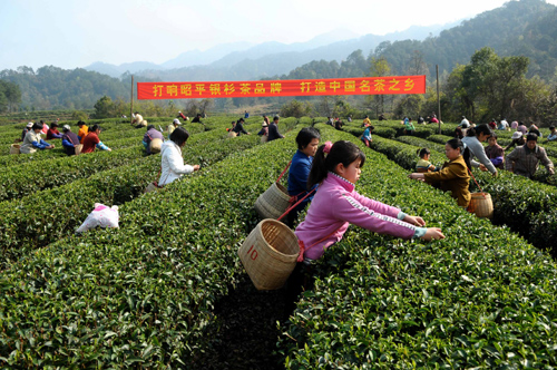 2月22日,茶農(nóng)在廣西昭平縣西坪村將軍峰千畝無公害生態(tài)茶園采摘春茶。 當(dāng)日,廣西昭平縣在將軍峰無公害生態(tài)茶園舉辦2010年春茶開采儀式。由于近期氣溫持續(xù)回升,昭平縣12萬多畝高山茶園陸續(xù)進(jìn)入采摘期。 新華社發(fā)(黃旭胡 攝)