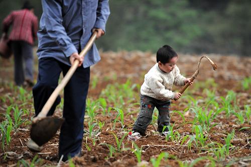 廣西馬山:加快推進(jìn)春耕生產(chǎn) 4月7日,馬山縣古零鎮(zhèn)古零村3歲的胡農(nóng)達(dá)小朋友學(xué)著爺爺奶奶施肥的樣子在玉米地里玩耍。 連日的降雨滋潤廣西南寧市馬山縣久旱的土地,村民們抓住有利時機,加快推進(jìn)春耕生產(chǎn),田地里到處可見農(nóng)民搶耕搶種的身影。 新華社記者 黃孝邦攝