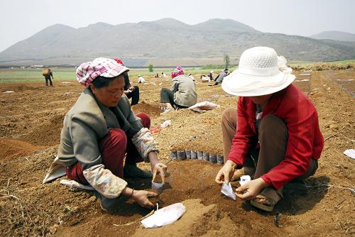 云南羅平全力抗旱保春耕 4月7日,云南羅平縣羅雄鎮(zhèn)中和村村民將玉米種植在營(yíng)養(yǎng)袋中。 目前,云南省羅平縣在保障人畜飲水安全的同時(shí),全面開(kāi)展“保春耕、促增收”行動(dòng),采取抗旱保苗、旱地育秧、營(yíng)養(yǎng)袋育玉米苗等措施,確??緹熞圃院图Z食播種在雨水來(lái)臨前及時(shí)完成。 新華社發(fā)(毛虹 攝)