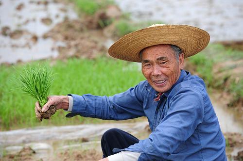 廣西各地全力抗旱保春耕 4月8日,在欽州市欽南區(qū)沙埠鎮(zhèn)海棠村,一位老人在田間拔秧苗,準(zhǔn)備移栽。 連日來,遭受嚴(yán)重干旱的廣西喜降及時雨,旱區(qū)迅速掀起抗旱保春耕生產(chǎn)高潮。農(nóng)業(yè)部門在各地推廣綜合配套抗旱栽培技術(shù),通過改玉米、蔬菜、木薯、甘蔗等露地栽培為地膜(秸稈)覆蓋保水栽培,應(yīng)用旱地育秧、兩段育秧、地膜覆蓋、微灌、滴灌等技術(shù),充分發(fā)揮科技抗旱作用,加快春耕進(jìn)度。 新華社記者黃孝邦攝