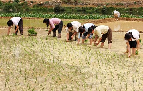 旱區(qū)處處忙春耕 4月29日,廣西鳳山縣砦牙鄉(xiāng)平雅村群眾在插秧。 隨著旱情的逐漸緩解,廣西旱區(qū)鳳山縣各鄉(xiāng)村居民迅速投入春耕生產(chǎn),田野上到處是搶播搶種的繁忙景象。 新華社發(fā)(周恩革 攝)