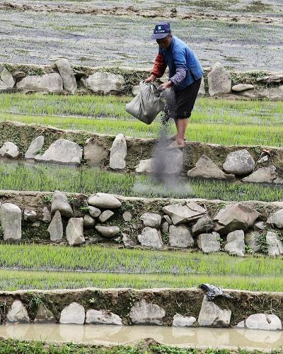 4月29日,廣西鳳山縣長洲鄉(xiāng)那拉村一名村民在給秧苗施肥。 隨著旱情的逐漸緩解,廣西旱區(qū)鳳山縣各鄉(xiāng)村居民迅速投入春耕生產(chǎn),田野上到處是搶播搶種的繁忙景象。 新華社發(fā)(周恩革 攝)