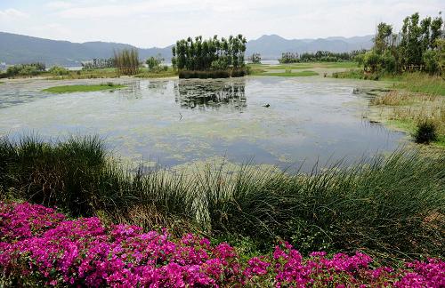 位于昆明滇池國家旅游度假區(qū)內的永昌濕地公園,兼具景觀美化和水體凈化的功能(2010年4月30日攝)。 當日是第39個世界環(huán)境日。近年來,云南省昆明市加快滇池治理步伐,以節(jié)能減排、生態(tài)工程等水污染綜合治理為重點,開展沿湖生態(tài)修復工程,并建設湖濱濕地與湖濱林帶,恢復陡岸帶植被,目前已經取得一定成效?,F(xiàn)在滇池沿湖地區(qū)已完成近5萬畝湖濱濕地和生態(tài)林建設,逐步恢復湖內的水生植被及生物多樣性,提高了湖泊的自凈能力。 新華社記者 藺以光 攝