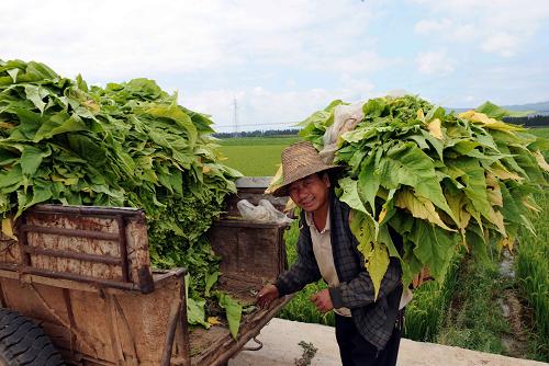 大旱之年農(nóng)民保增長(zhǎng) 8月13日,云南尋甸回族彝族自治縣七星村的一位農(nóng)民在運(yùn)送烤煙。 今年上半年,云南省克服嚴(yán)重旱災(zāi)的影響,抗大旱、保民生、抓春耕、促發(fā)展工作取得明顯成效,保持了農(nóng)業(yè)發(fā)展、農(nóng)民增收的良好勢(shì)頭,農(nóng)民人均現(xiàn)金收入2020元,同比增長(zhǎng)12.8%。 新華社記者 楊宗友 攝