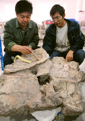 5月18日,研究人員在鄭州地質(zhì)博物館清理修復(fù)“巨型汝陽(yáng)龍”化石。2008年在河南省汝陽(yáng)縣劉店鄉(xiāng)發(fā)掘出的一條“巨型汝陽(yáng)龍”恐龍化石的修復(fù)工作目前進(jìn)展順利。據(jù)專(zhuān)家介紹,新命名的蜥腳類(lèi)“巨型汝陽(yáng)龍”體長(zhǎng)達(dá)30米以上,前頸高8米至9米,臀高5米至6米,超過(guò)亞洲目前已發(fā)現(xiàn)的其它所有恐龍的體長(zhǎng)和高度。新華社發(fā)(高山岳 攝)