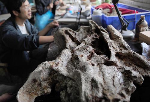5月18日,研究人員在鄭州地質(zhì)博物館清理修復(fù)“巨型汝陽(yáng)龍”化石。新華社發(fā)(高山岳 攝)
