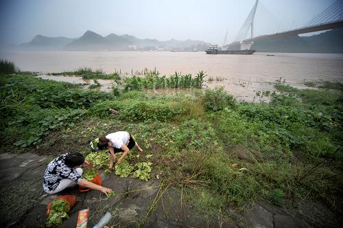 7月11日,宜昌市民在長(zhǎng)江邊的蔬菜地里收菜。新華社發(fā)(劉曙松 攝)