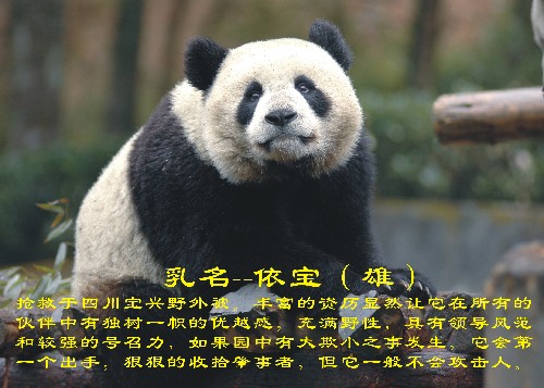 這是入選大熊貓“依寶”(資料照片)。 新華社發(fā)