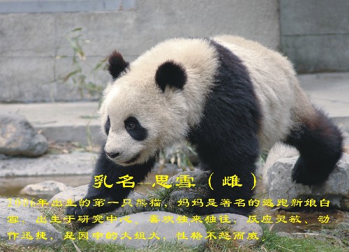 這是入選大熊貓“思雪”(資料照片)。 新華社發(fā)