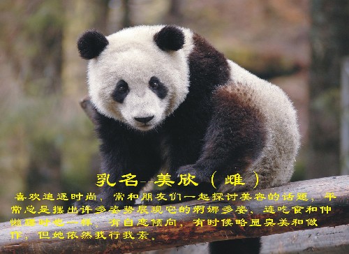 這是入選大熊貓“美欣”(資料照片)。 新華社發(fā)