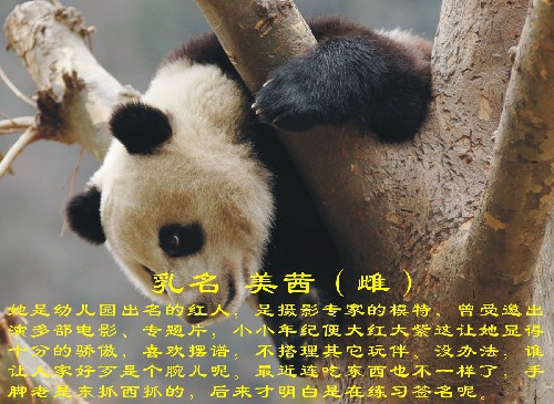 這是入選大熊貓“美茜”(資料照片)。 新華社發(fā)