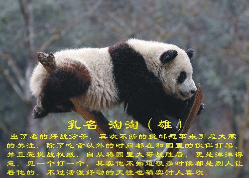 這是入選大熊貓“淘淘”(資料照片)。新華社發(fā)