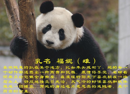 這是入選大熊貓“福妮”(資料照片)。 新華社發(fā)