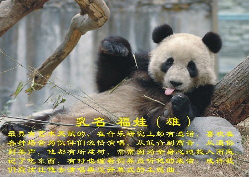 這是入選大熊貓“福娃”(資料照片)。新華社發(fā)