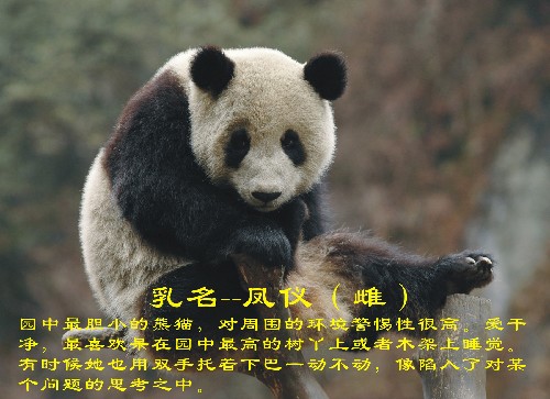 這是入選大熊貓“鳳儀”(資料照片)。 新華社發(fā)