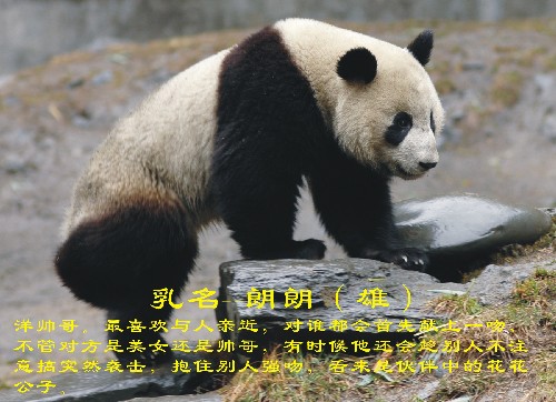這是入選大熊貓“朗朗”(資料照片)。 新華社發(fā)