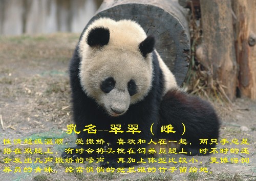 這是入選大熊貓“翠翠”(資料照片)。新華社發(fā)