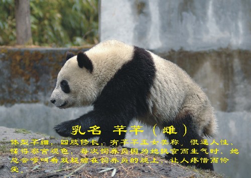 這是入選大熊貓“芊芊”(資料照片)。新華社發(fā)