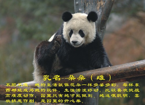 這是入選大熊貓“朵朵”(資料照片)。新華社發(fā)