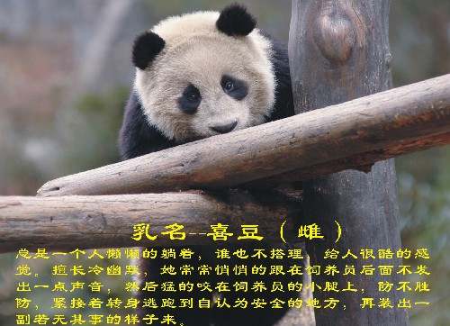 這是入選大熊貓“喜豆”(資料照片)。 新華社發(fā)