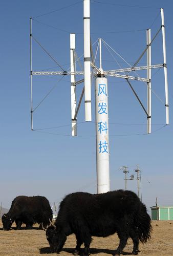 12月26日,高原牦牛在垂直軸風(fēng)力發(fā)電機(jī)附近吃草。新華社記者 侯德強(qiáng) 攝