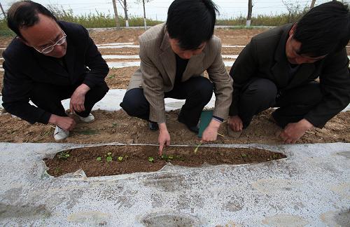4月13日,3名農(nóng)科人員在山西省運城市鹽湖區(qū)龍居鎮(zhèn)一棉田查看棉苗凍害情況。近期的低溫陰雨天氣給各地農(nóng)業(yè)生產(chǎn)造成不利影響,農(nóng)業(yè)部門和農(nóng)民立即行動起來,全力以赴防災(zāi)減災(zāi)。新華社發(fā)(衛(wèi)行智 攝)
